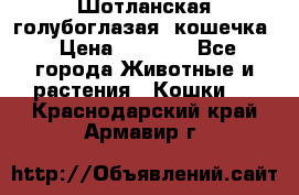 Шотланская голубоглазая  кошечка › Цена ­ 5 000 - Все города Животные и растения » Кошки   . Краснодарский край,Армавир г.